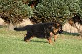 BERGER ALLEMAND 827